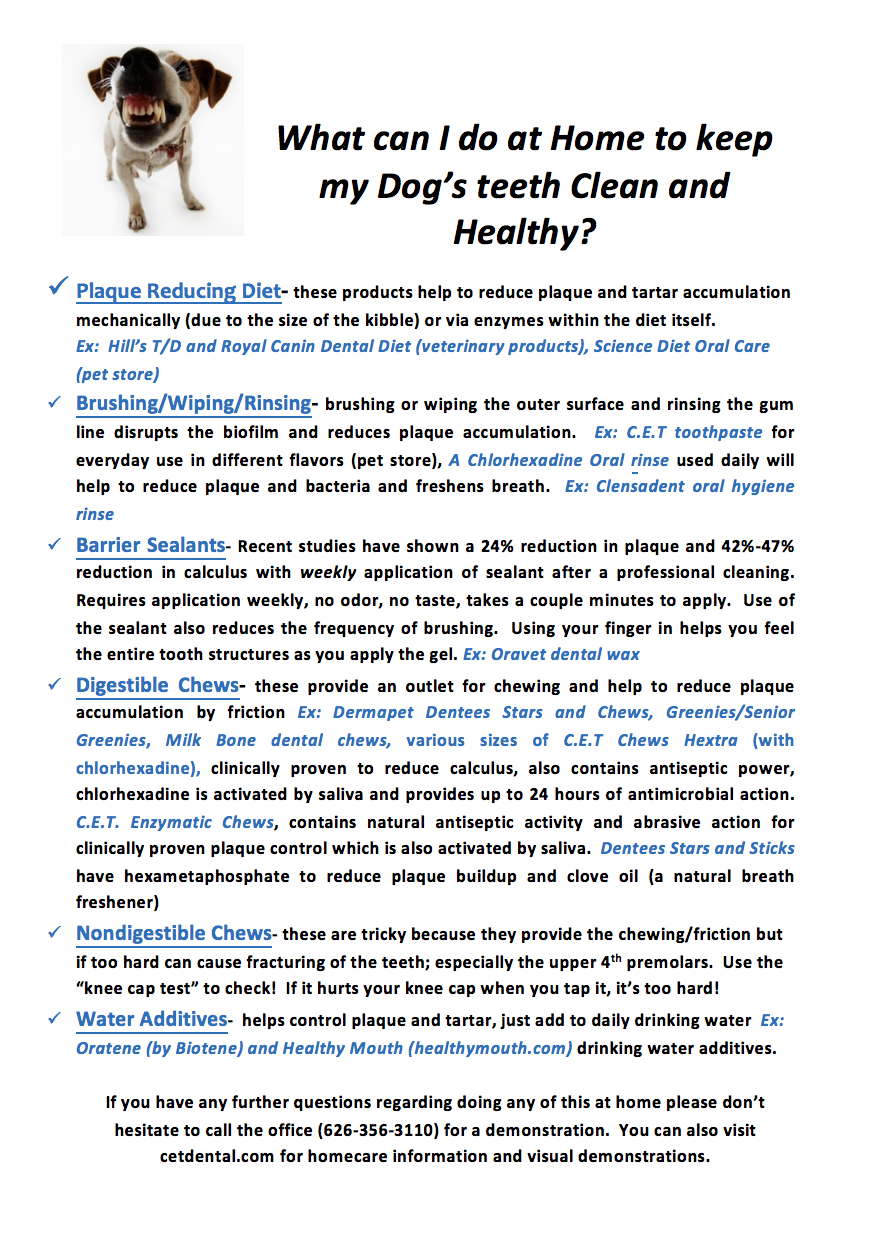 Dental Home Care for Dogs Advanced Veterinary Dentistry AVD